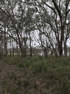 Agarwood Trees