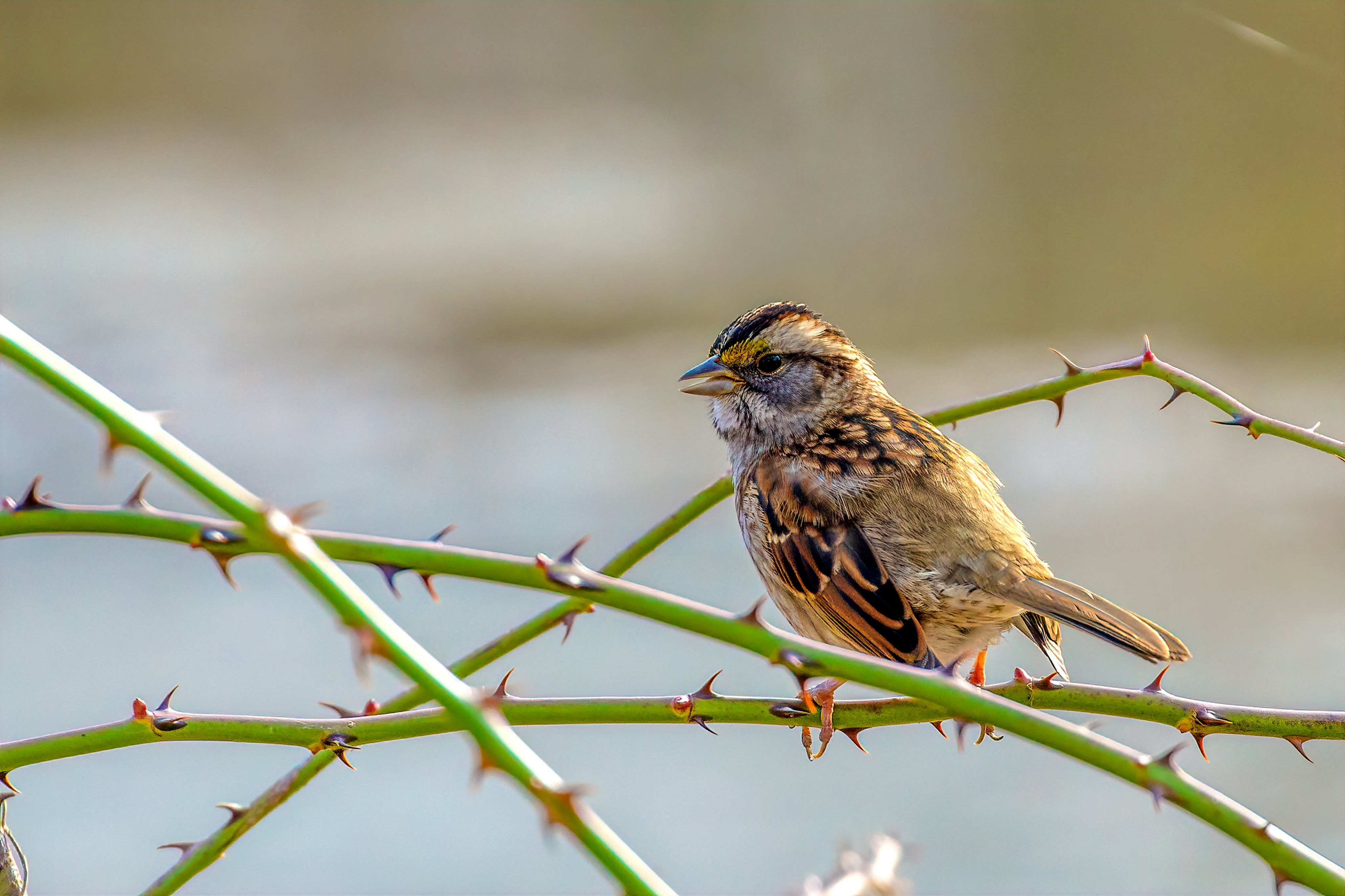 selective focus photography of a brown bird perching on a thorny branch