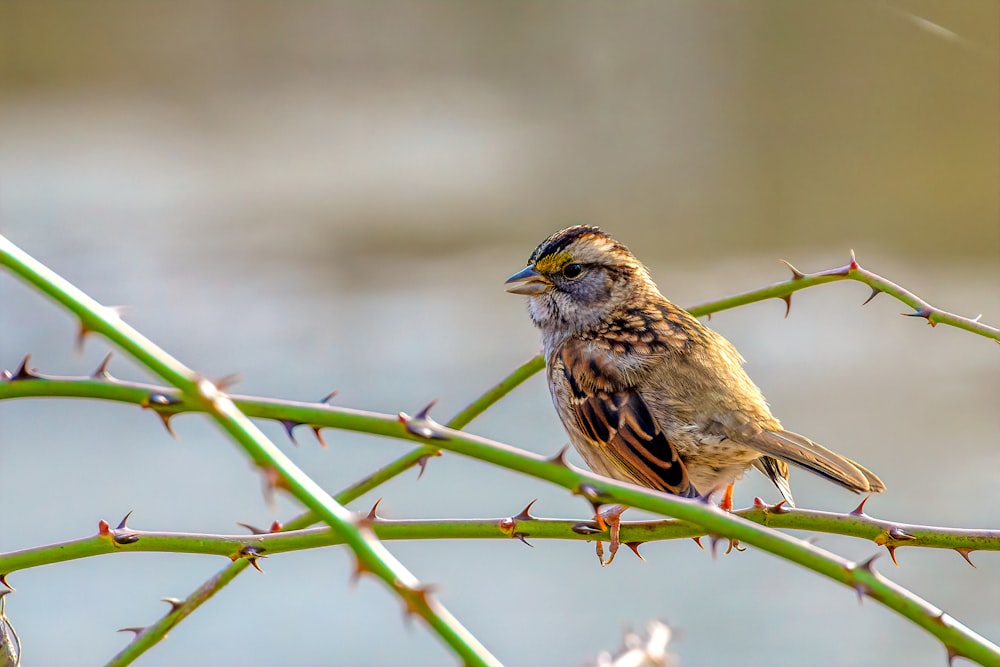 selective focus photography of a brown bird perching on a thorny branch