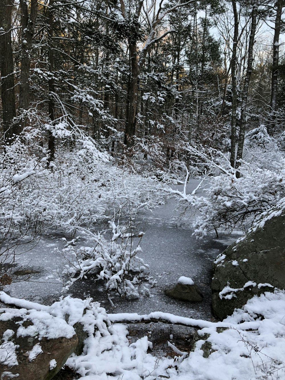 Tagsüber schneebedeckte Bäume