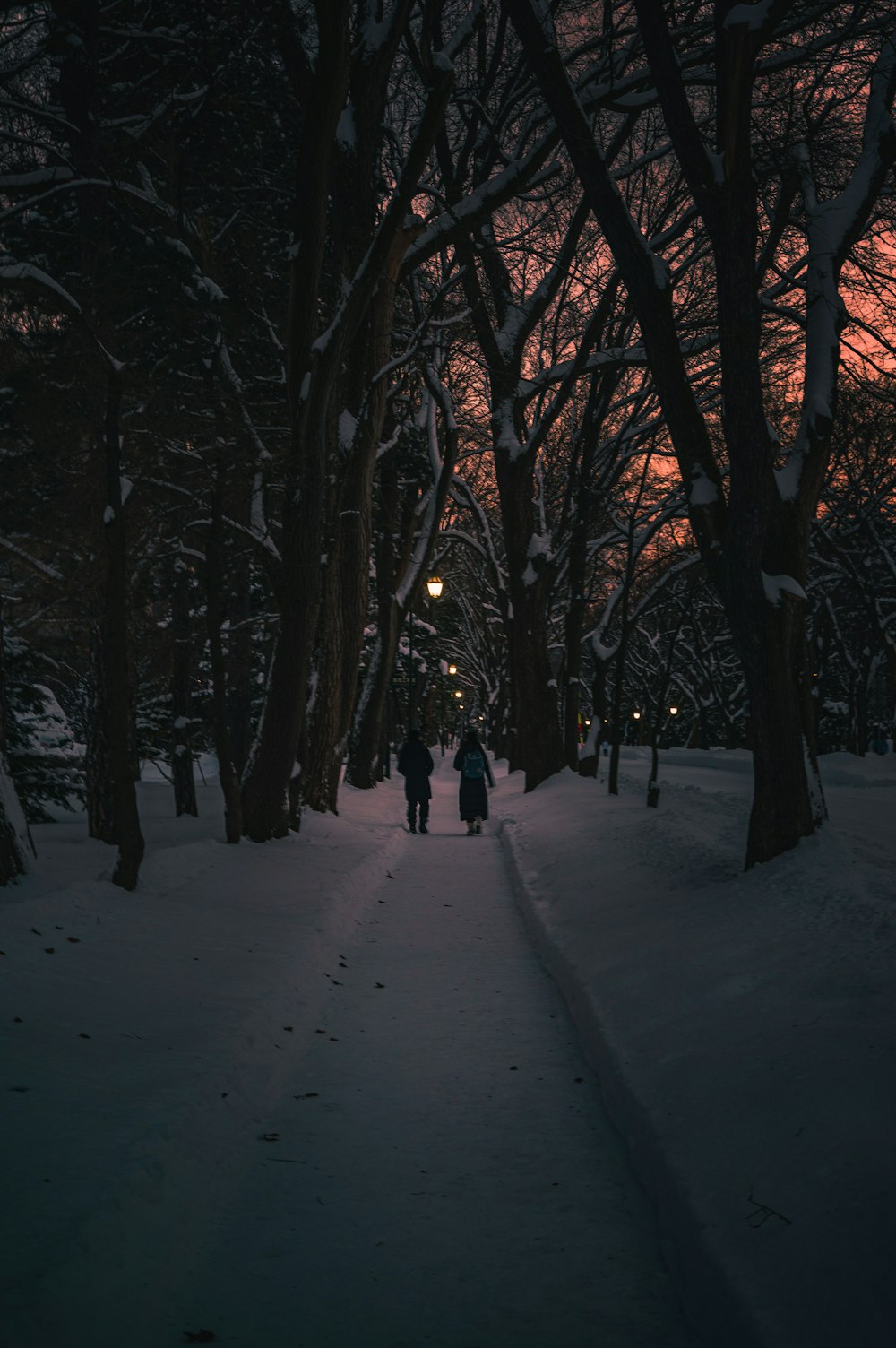 two persons walking along a pathway between inline trees