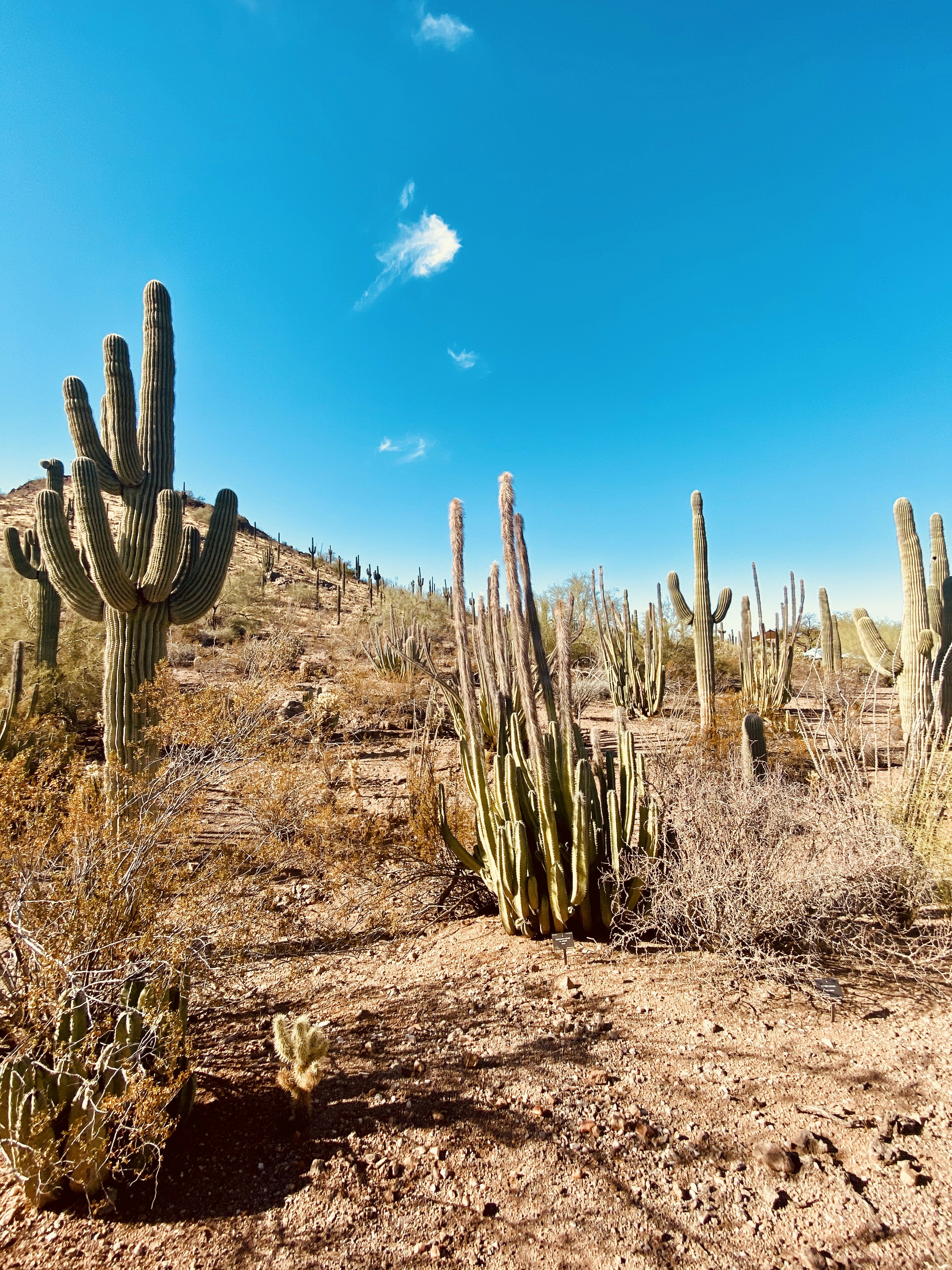 昼間の砂漠のサボテンの写真 Unsplashで見つけるカクタスの無料写真