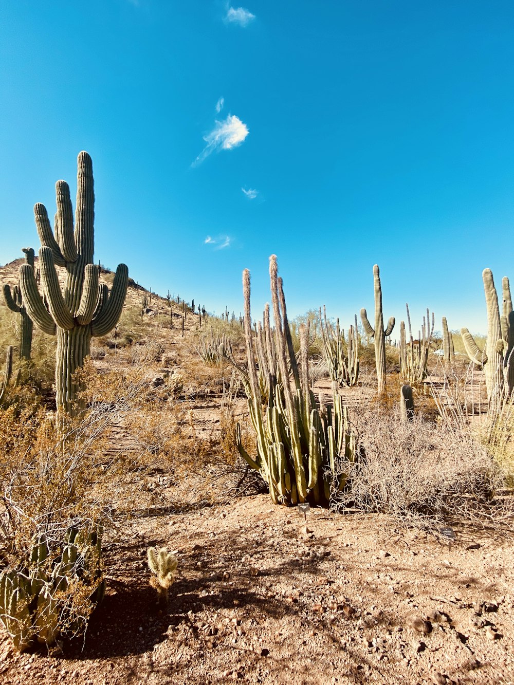 cacti in the desert during daytime