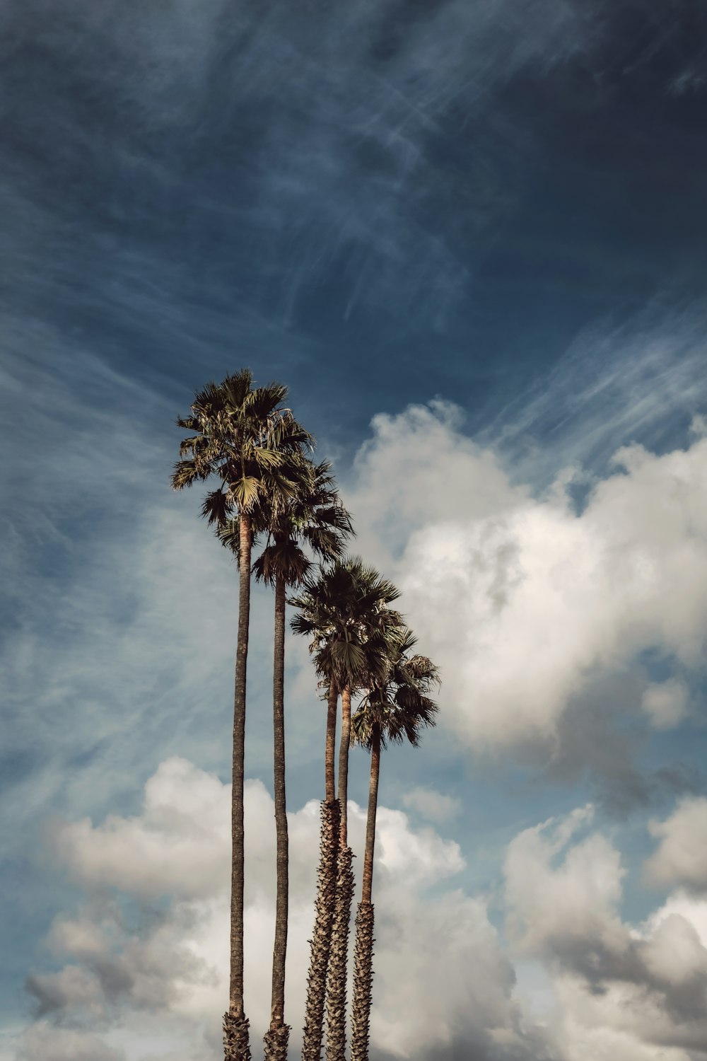 tall trees under blue and white sky