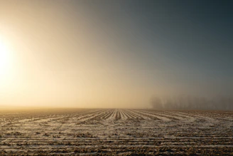 A warm sunrise over a lush agricultural field with a farmer inspecting crops.