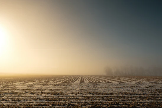 A warm sunrise over a lush agricultural field with a farmer inspecting crops.