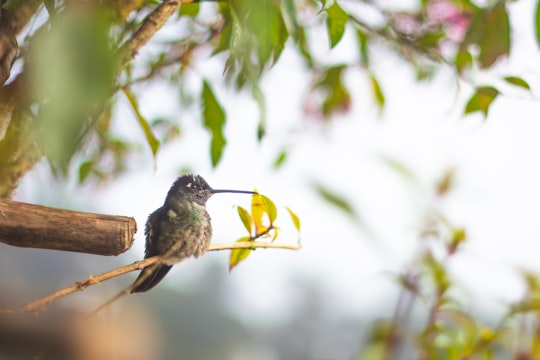 selective focus photography of a bird perching on a twig in Cerro de la Muerte Costa Rica