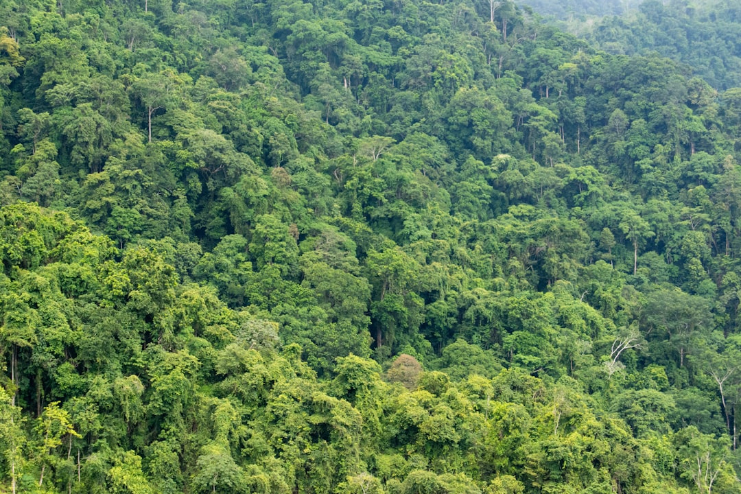 Tropical and subtropical coniferous forests photo spot Bijagual La Fortuna Waterfall