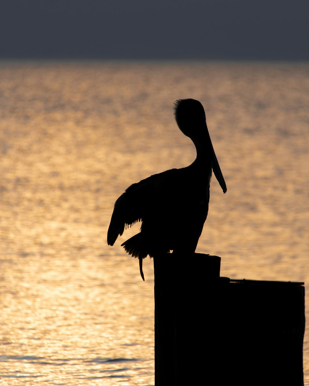 silhouette of pelican on wooden post