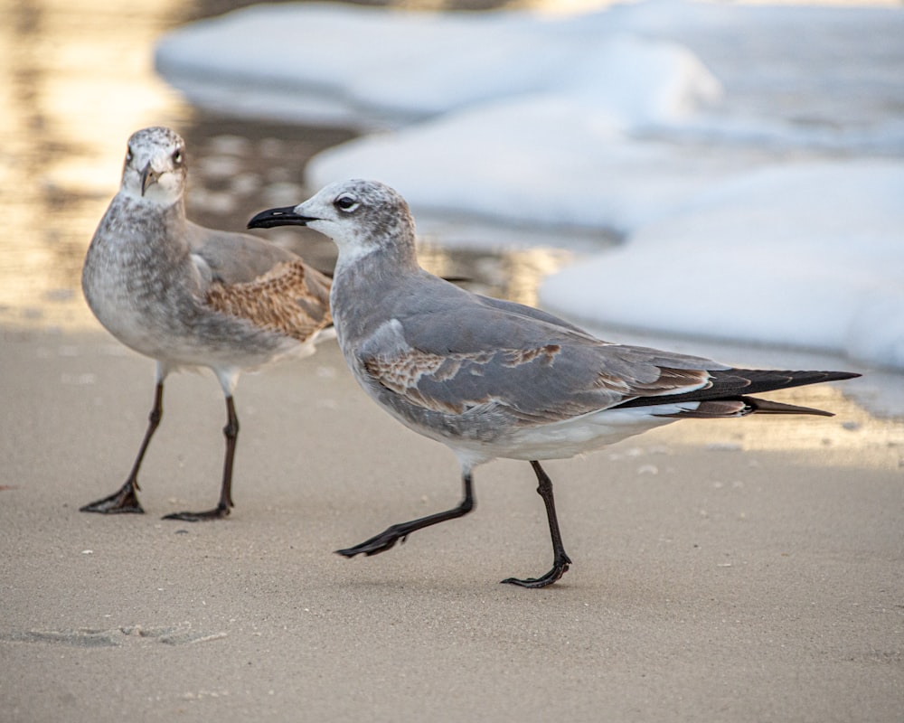 two gray birds on sand