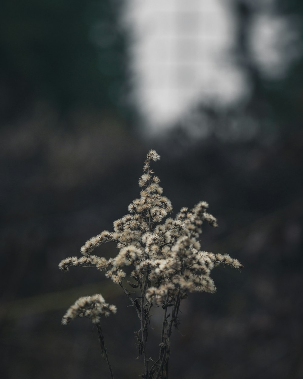 white flowers during day