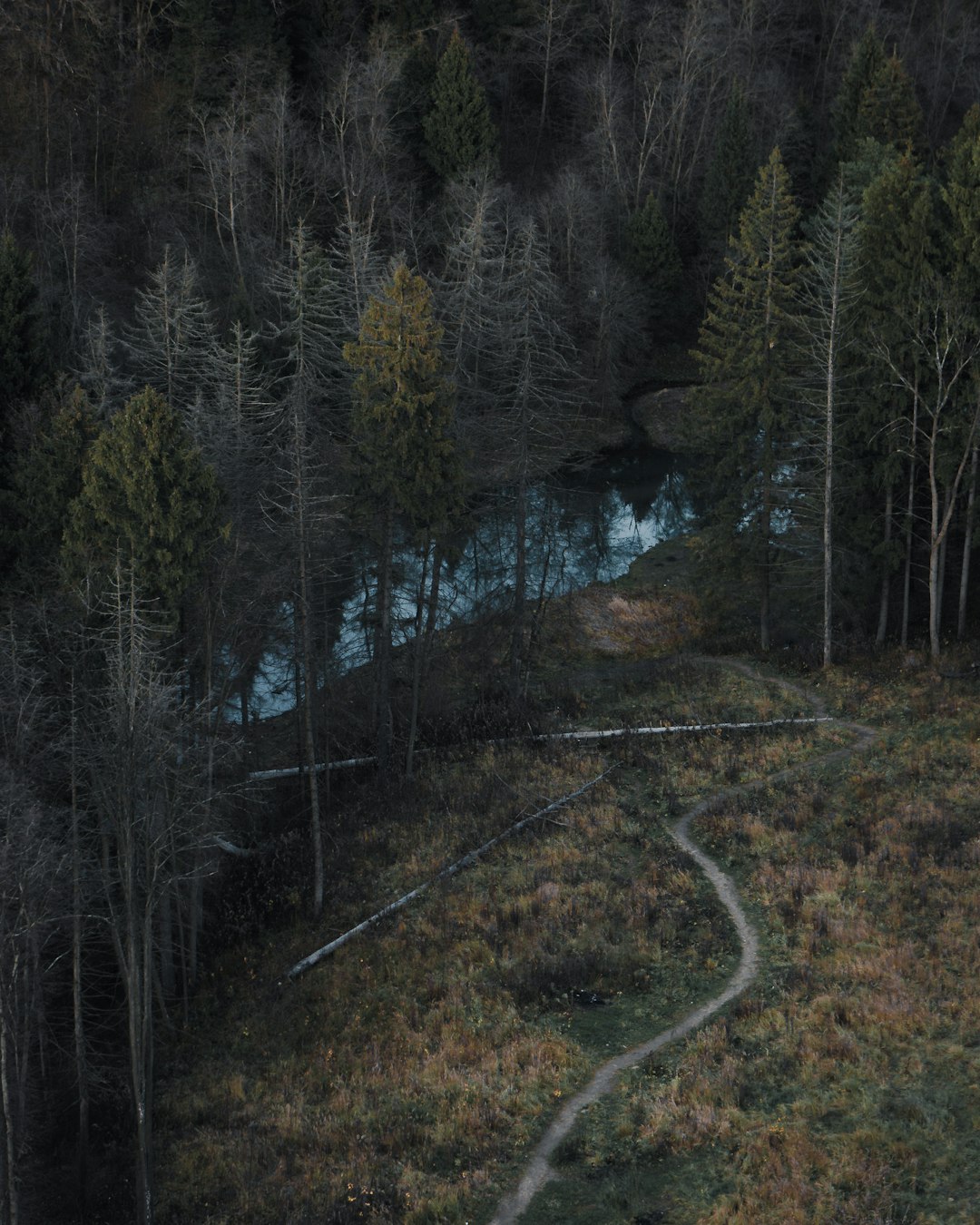 pathway surrounded by trees