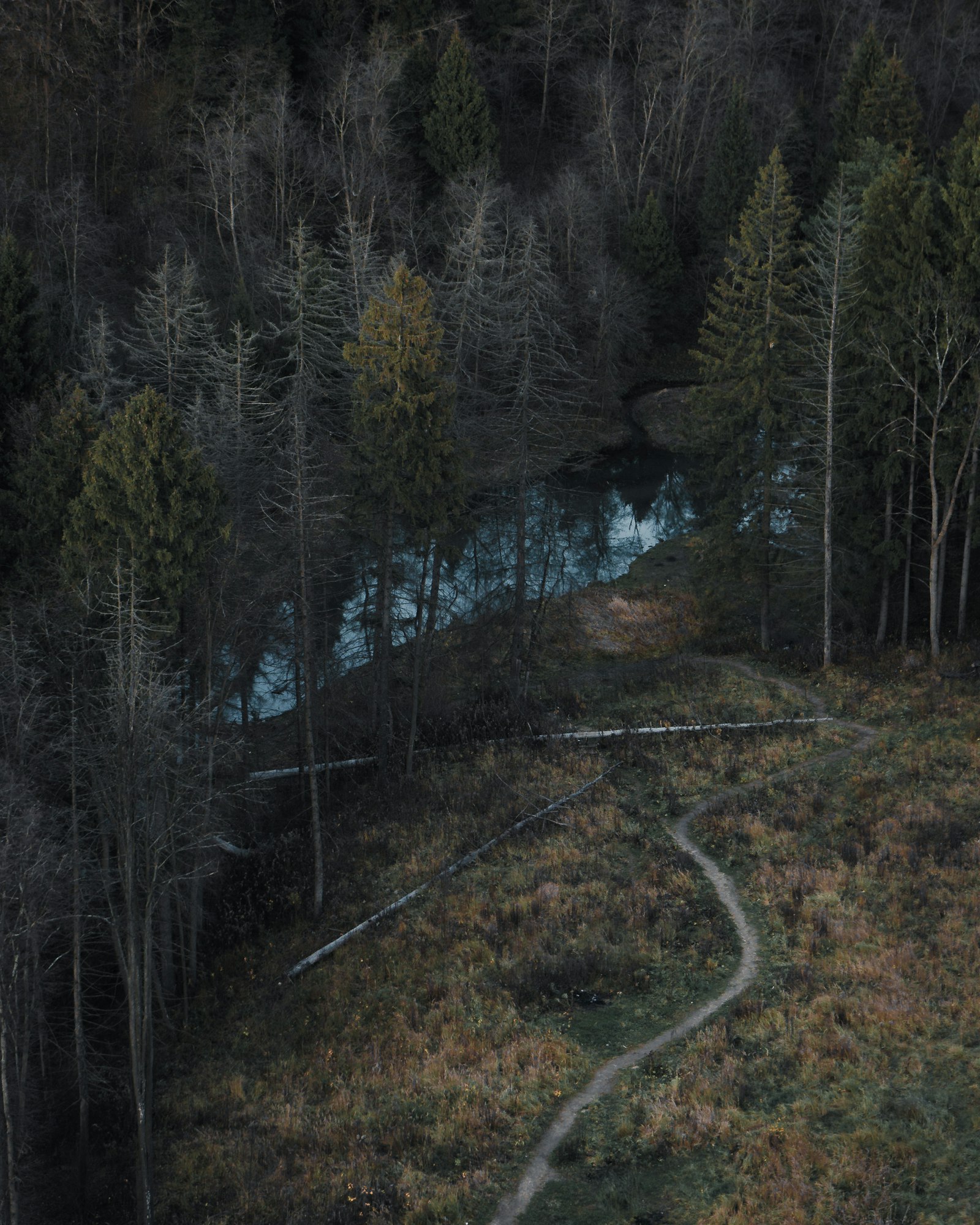 Sony a6000 sample photo. Pathway surrounded by trees photography