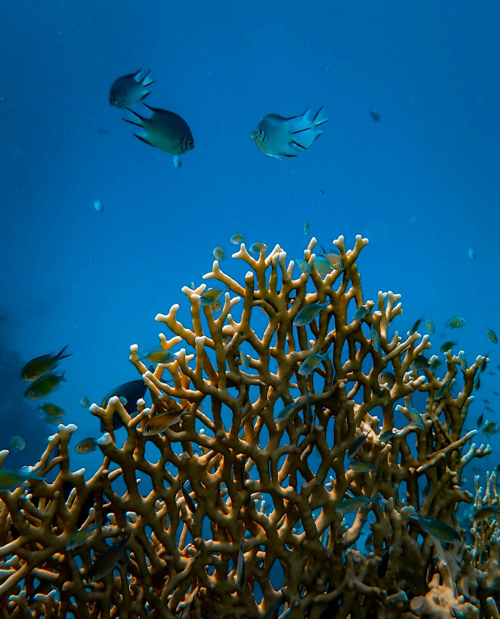 fishes underwater