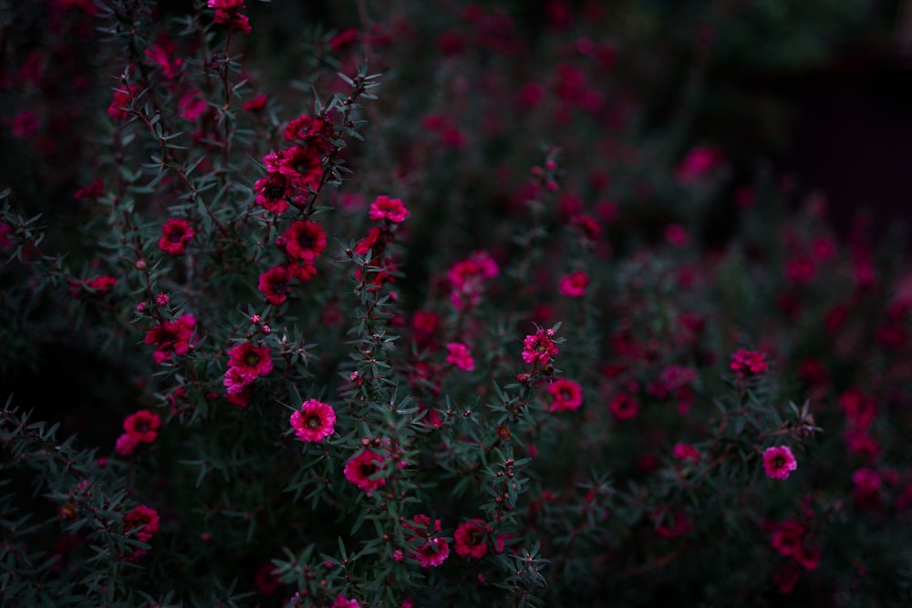 selective focus photography of pink petaled flowers