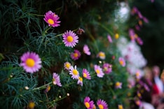 purple petaled flower