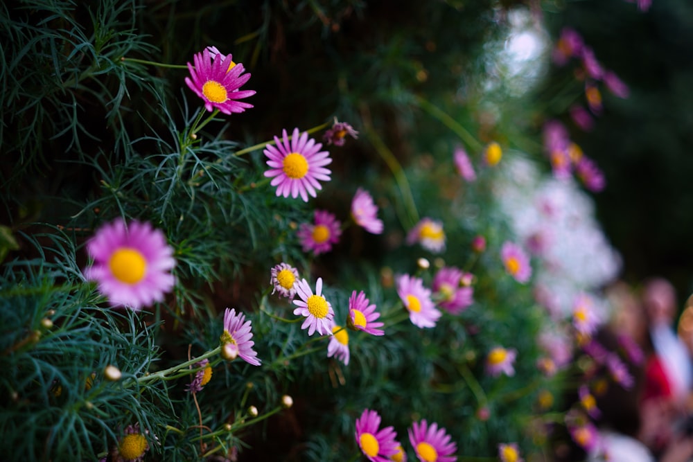 purple petaled flower