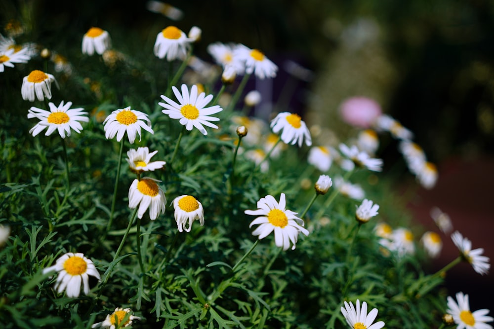 macro photography of white daisies