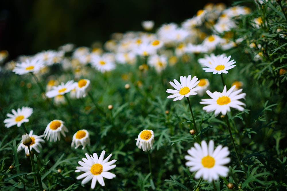 a field full of white and yellow flowers