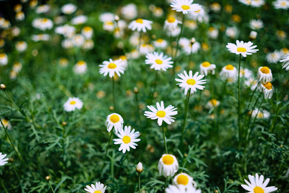 selective focus photography of white daisies during daytime