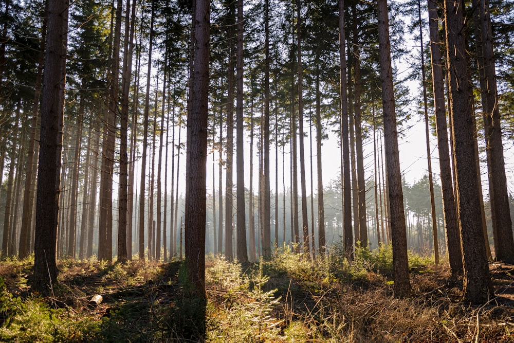 wide angle photo of trees