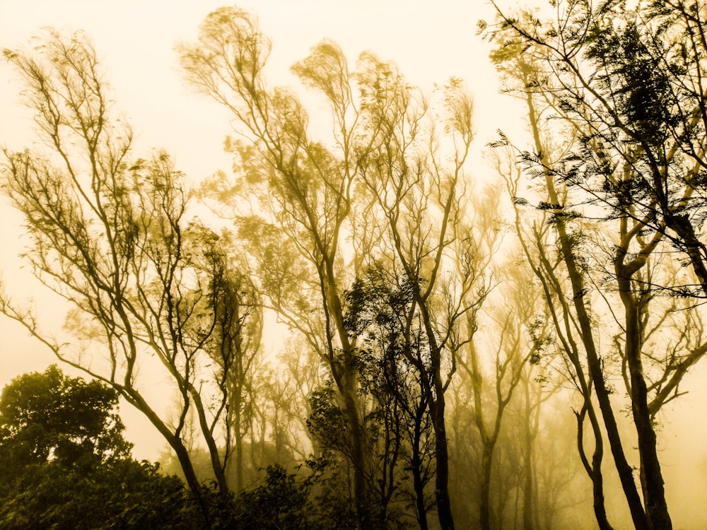 wide angle photo of forest