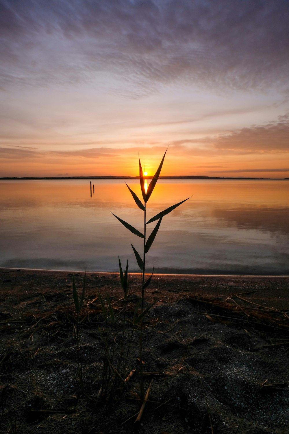 green leaf plant near body of water under orange sky