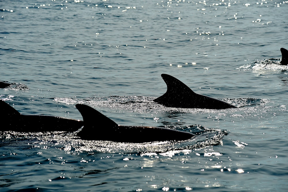 dolphins in body of water