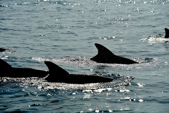 dolphins in body of water in Hengam Island Iran