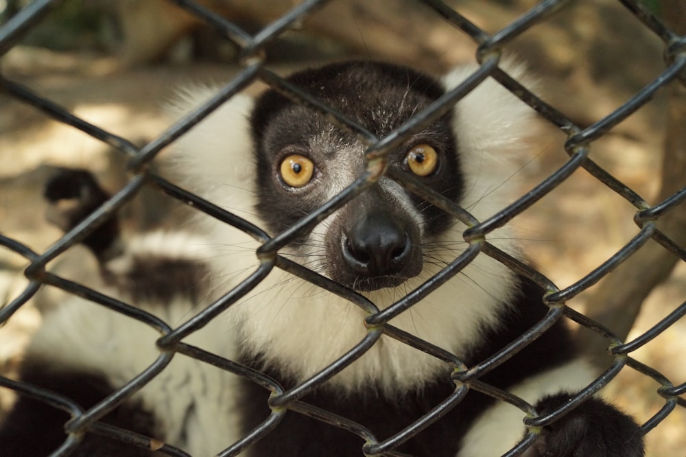 macro photography of lemur near fence