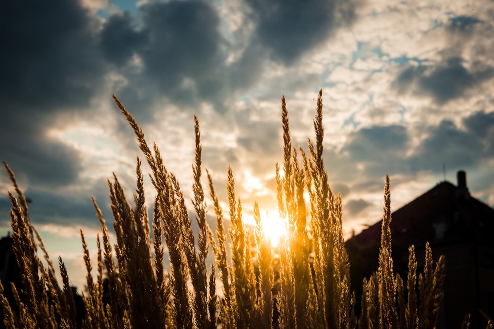 日の出時の褐色小麦のマクロ撮影