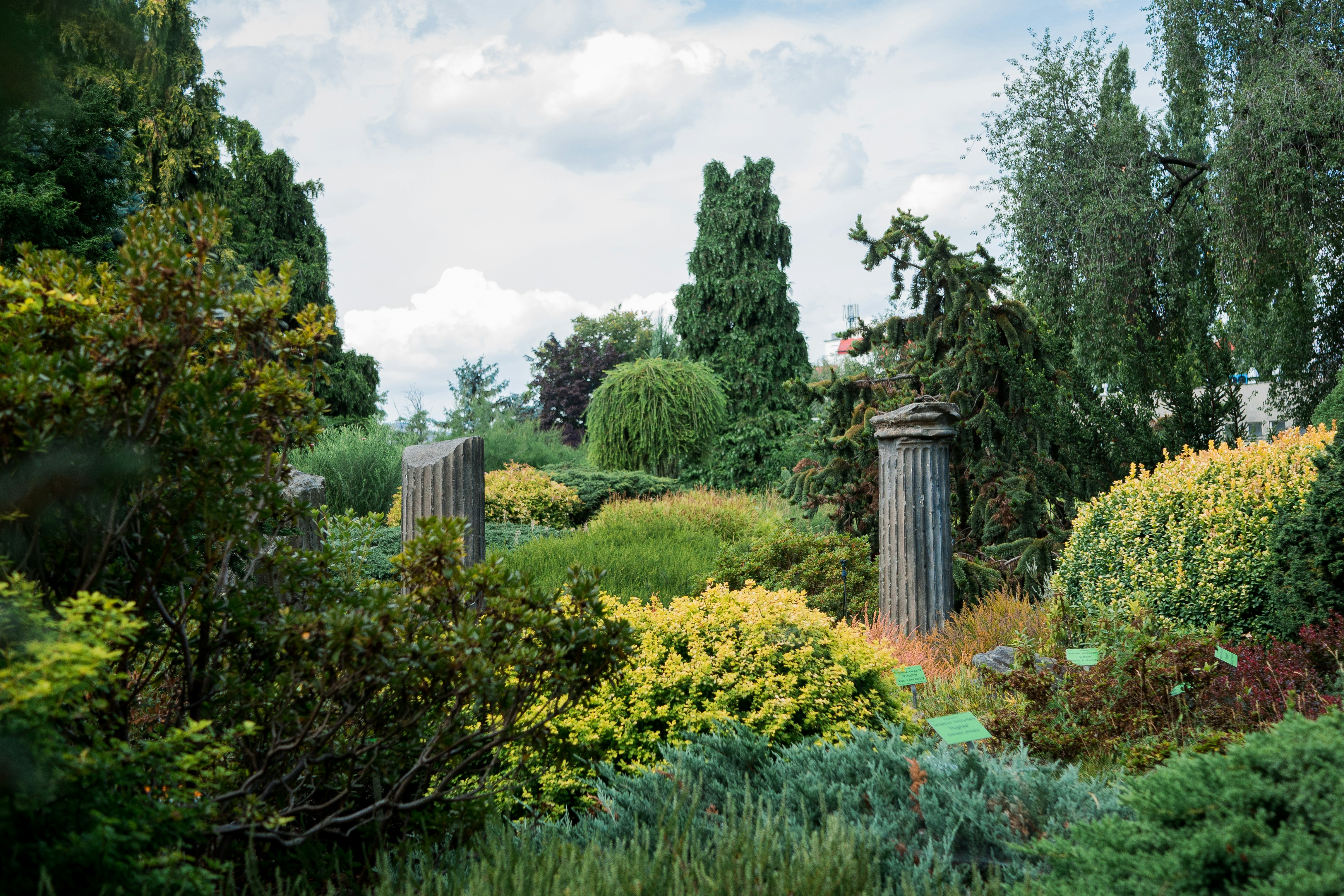 variety of green plants and trees in a garden