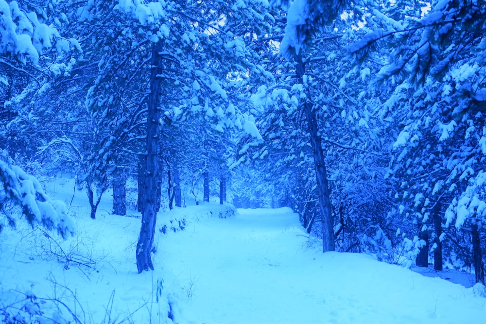 snow covered trees and field during day