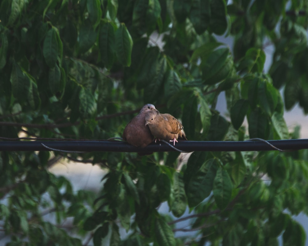 two birds perched on black cord