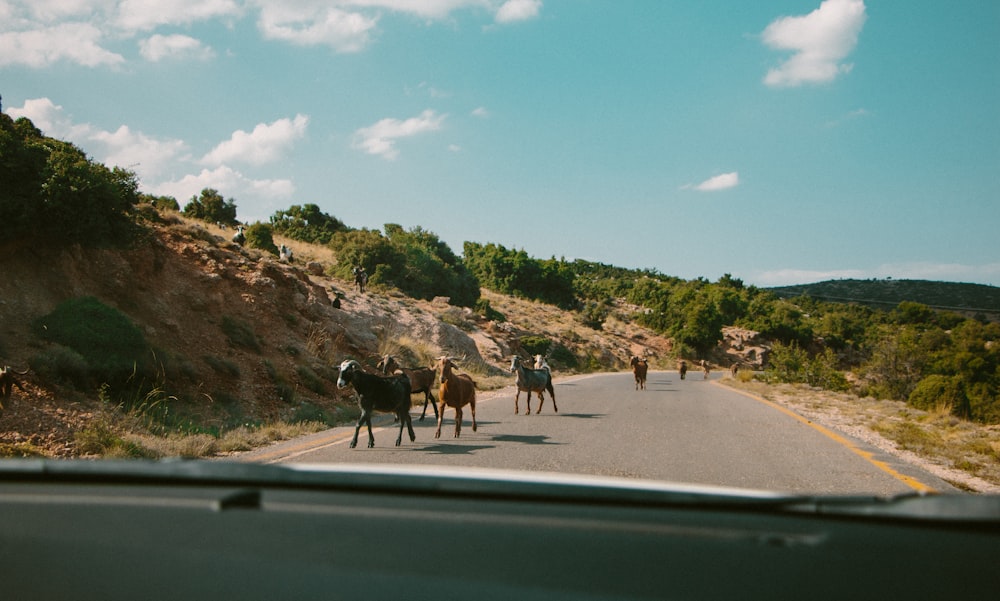 Animales caminando por el camino