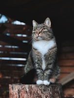 macro photography of white and brown tabby cat on tree trunk