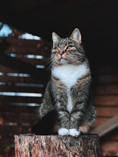 macro photography of white and brown tabby cat on tree trunk
