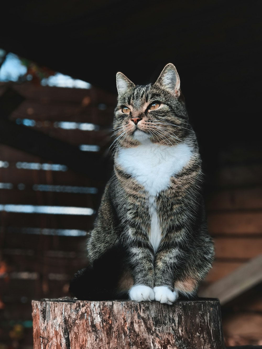 Fotografía macro de gato atigrado blanco y marrón en el tronco del árbol