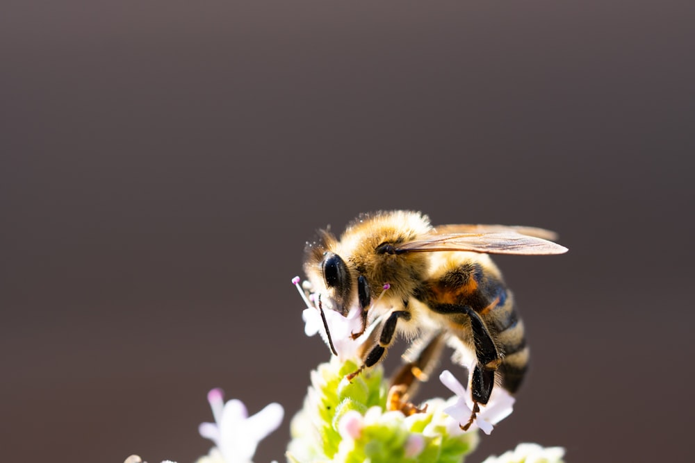 photo de mise au point peu profonde de l’abeille