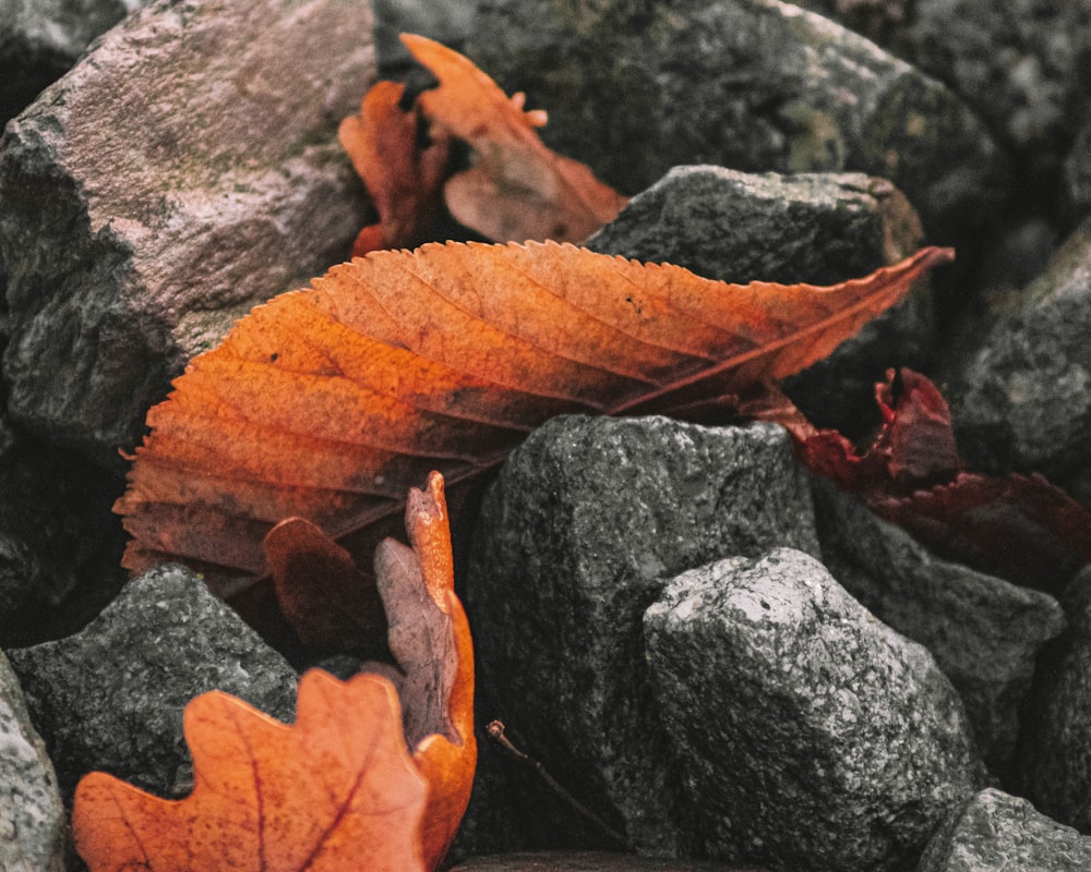 shallow focus photo of brown leaves