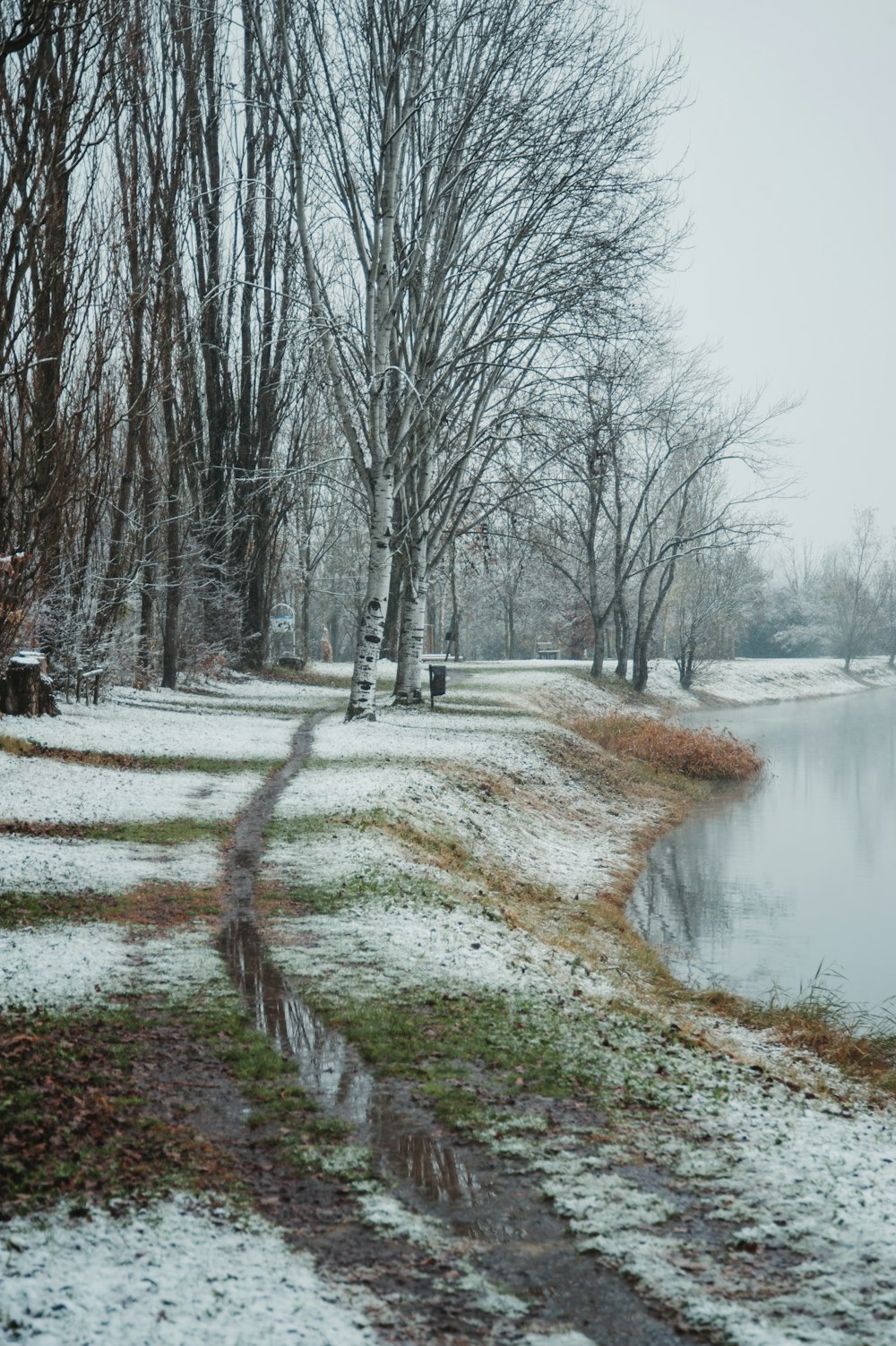 bare trees beside body of water during winter