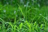 Wide shot of green pastures thriving after soil treatment with Verderaíz product