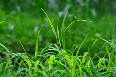 Wide shot of green pastures thriving after soil treatment with Verderaíz product