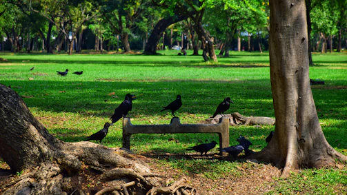 A peaceful city park alive with birdsong at dawn amidst mature trees and shrubs.
