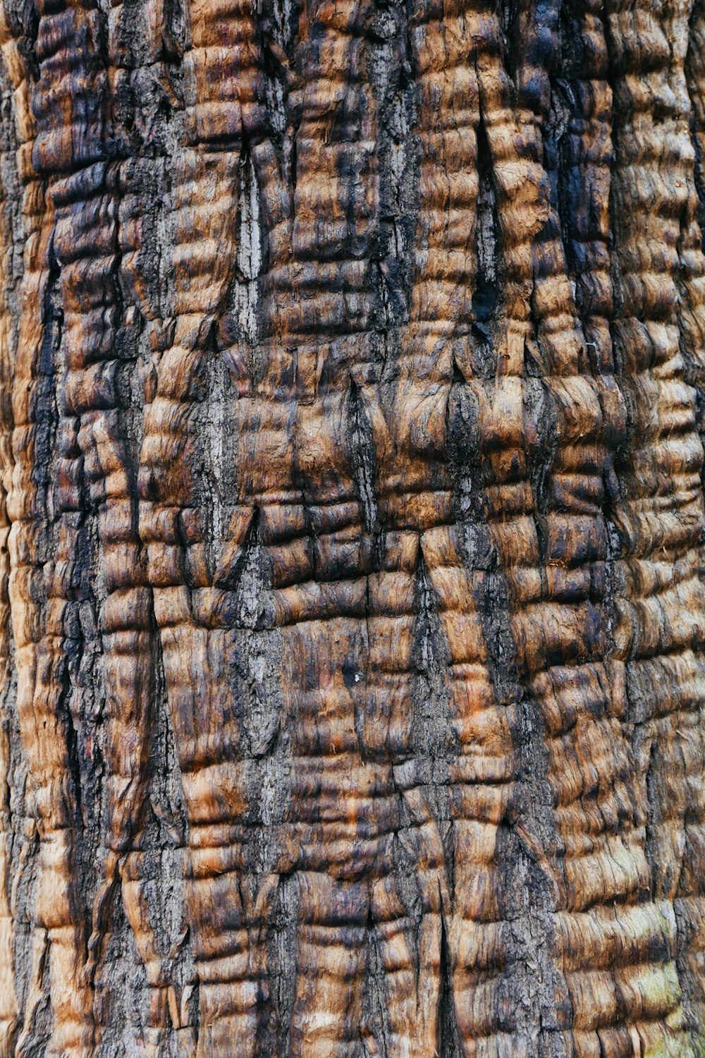 macro photography of branch of tree