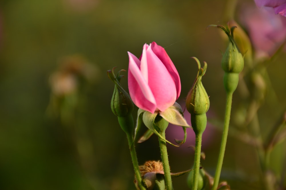 selective focus photography of pink petaled flower during daytime