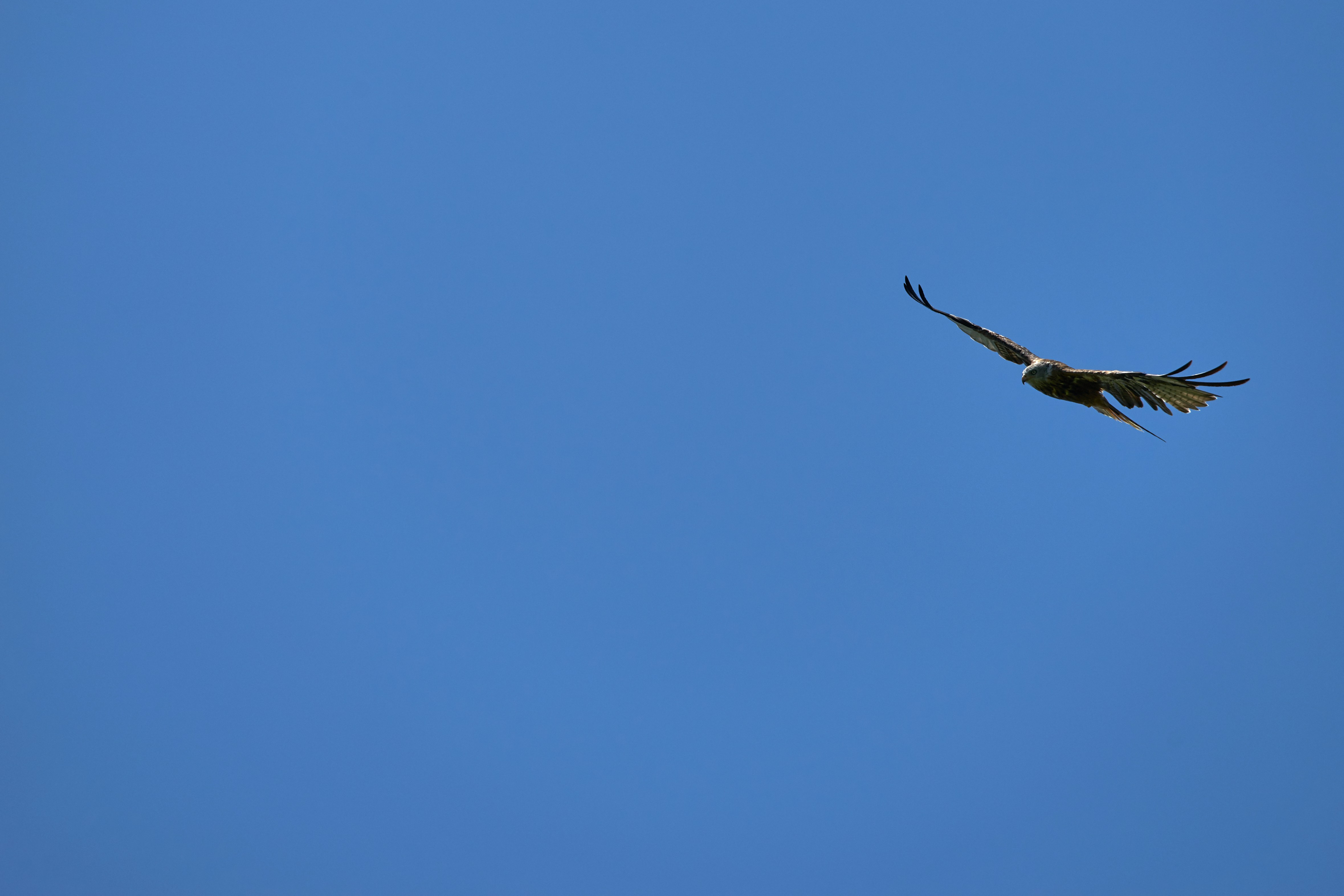 Photo by wolfgang_hasselmann