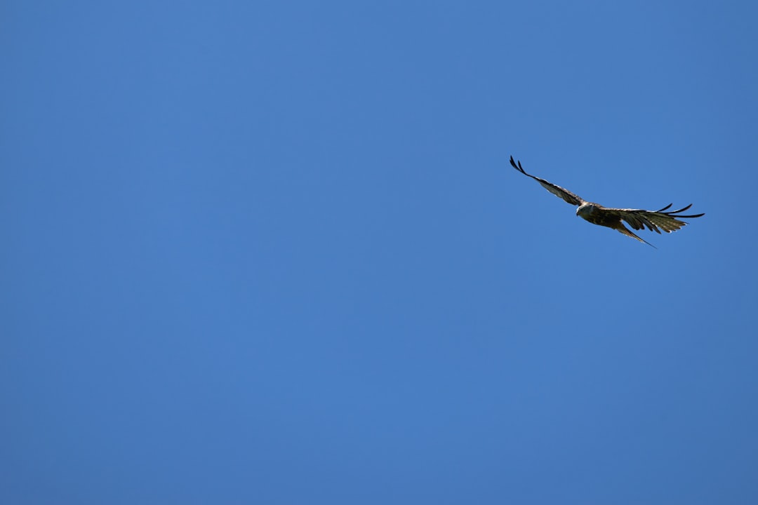 black bird in mid air during day