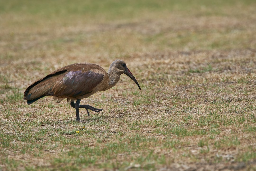 brown bird