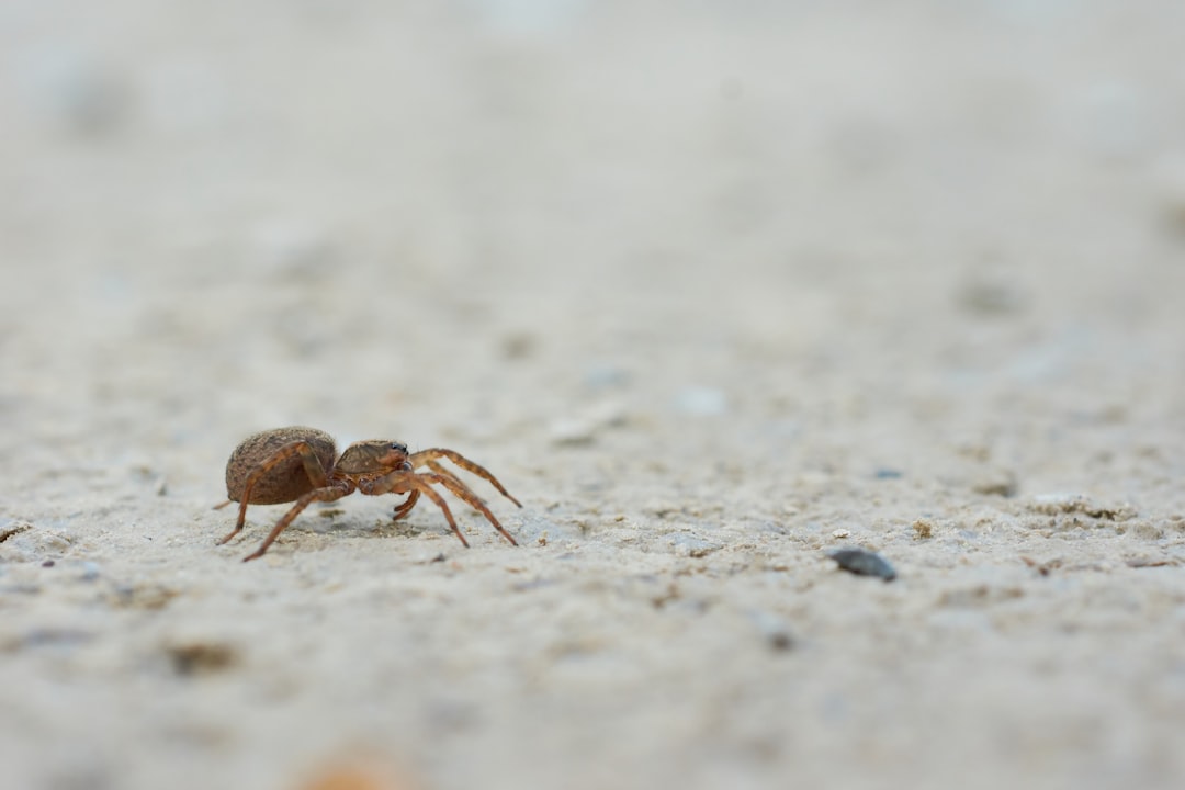 selective focus photography of brown spider in the ground